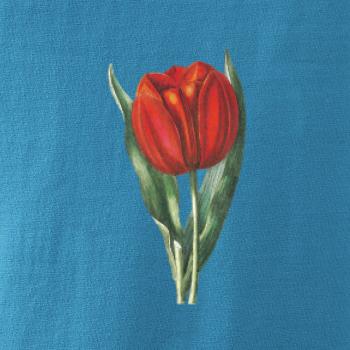 Červený tulipán