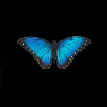 Motýľ Babôčka Morpho Peleides