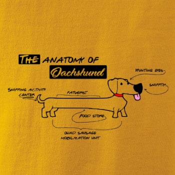 Jazvečík - Anatómia Jazvečík - Anatómia