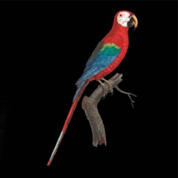 Papagáj červený na vetve