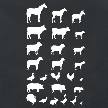 Zvieratká z dediny Zvieratká z dediny