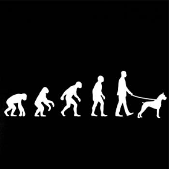 Evolúcia pes boxer (muž-žena)
