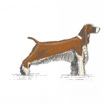 Vintage Springer spaniel
