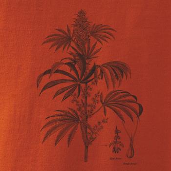 Konope kvietok čiernobiely   Konope kvietok čiernobiely