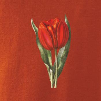 Červený tulipán