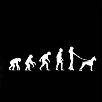 Evolúcia pes boxer (muž-žena)