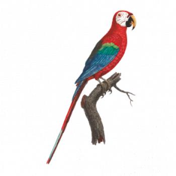 Papagáj červený na vetve