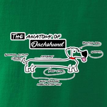 Jazvečík - Anatómia Jazvečík - Anatómia