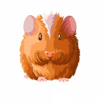 Morča - kreslené spredu Morča - kreslené spredu