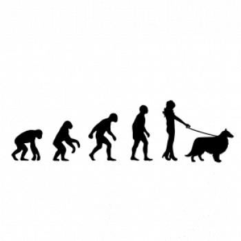 Evolúcia pes Šeltia (muž-žena)