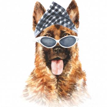 German shepherd so šatkou