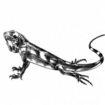 Ceruzkou kreslený Leguán