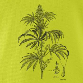 Konope kvietok čiernobiely   Konope kvietok čiernobiely