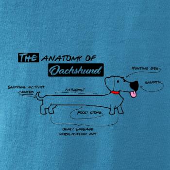 Jazvečík - Anatómia Jazvečík - Anatómia