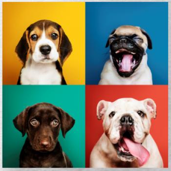 Psi šteňatá koláž