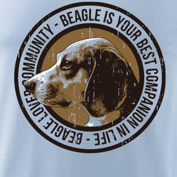 Dog beagle