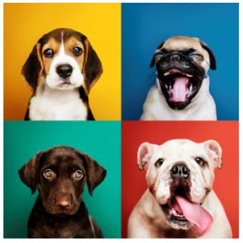 Psi šteňatá koláž