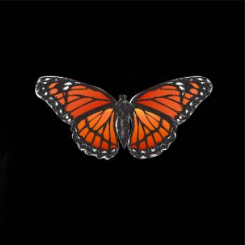 Motýľ Monarcha sťahovavý Motýľ Monarcha sťahovavý