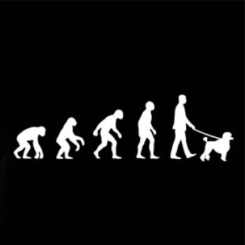 Evolúcia pes pudel (muž-žena) Evolúcia pes pudel (muž-žena)