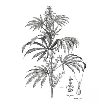 Konope kvietok čiernobiely  