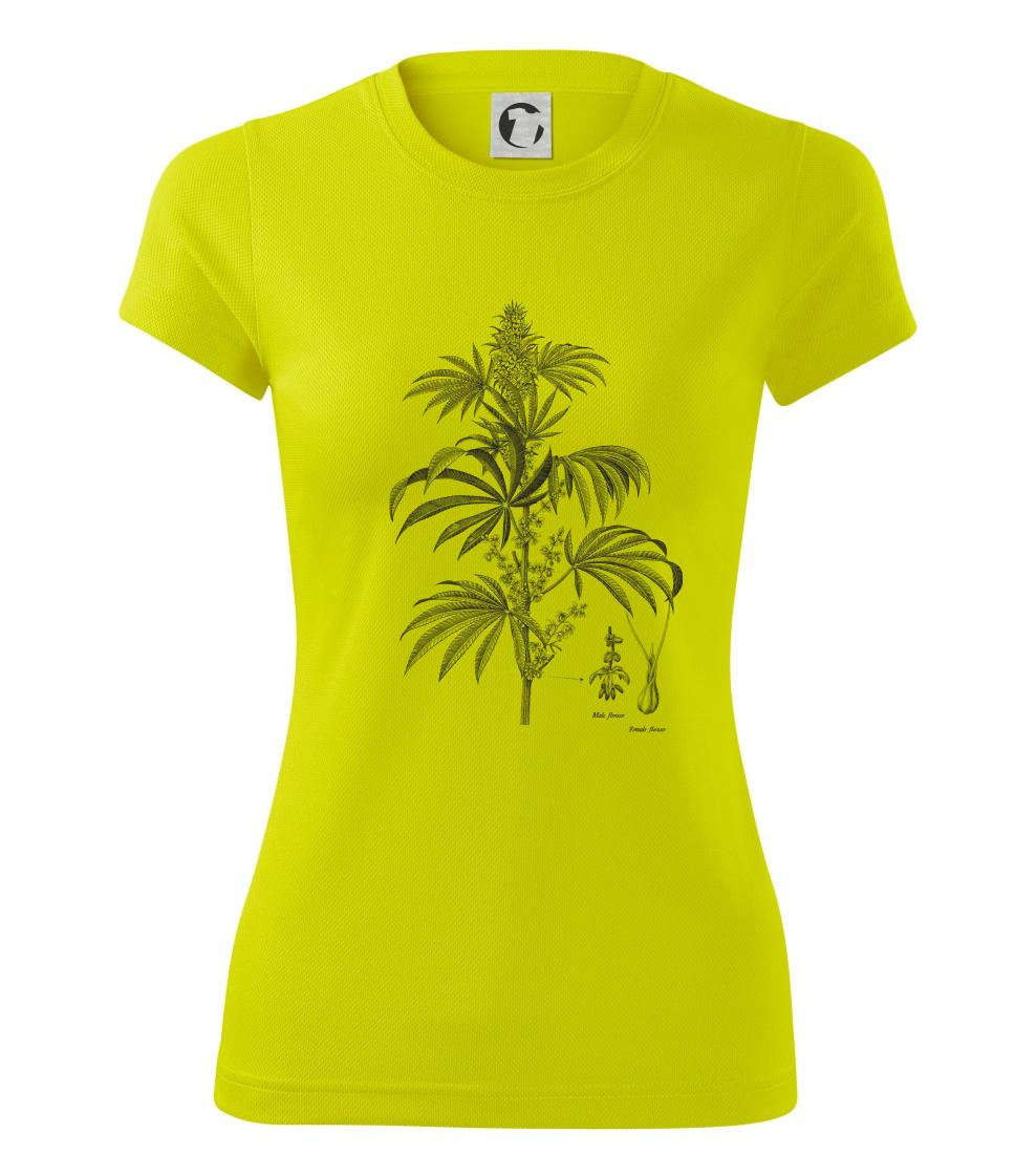 Konope kvietok čiernobiely   Konope kvietok čiernobiely