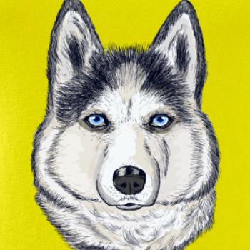 Husky hlava - kreslený