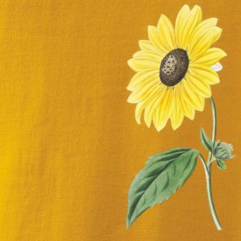 Slnečnica otočená