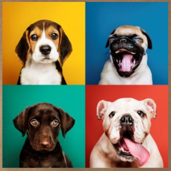 Psi šteňatá koláž