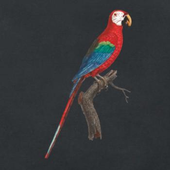 Papagáj červený na vetve Papagáj červený na vetve