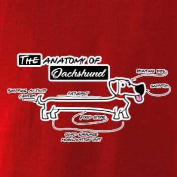 Jazvečík - Anatómia Jazvečík - Anatómia