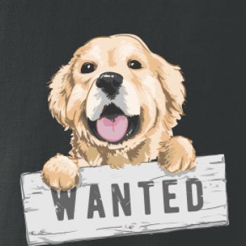 Zlatý retriever - štěně wanted