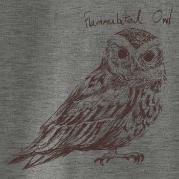 Výrček ohnivý  flammulated owl Výrček ohnivý  flammulated owl