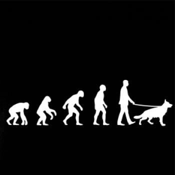 Evolúcia pes Nemecký ovčiak (muž-žena) Evolúcia pes Nemecký ovčiak (muž-žena)