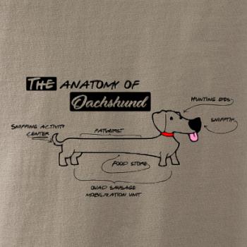 Jazvečík - Anatómia