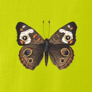 Motýľ motýle Motýľ motýle