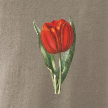 Červený tulipán