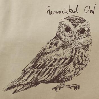 Výrček ohnivý  flammulated owl