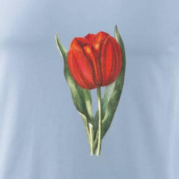 Červený tulipán