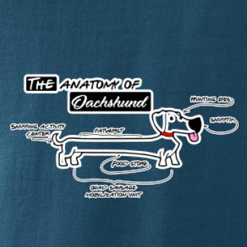 Jazvečík - Anatómia Jazvečík - Anatómia