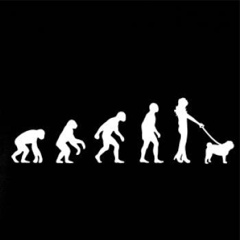 Evolúcia pes Mops (muž-žena)