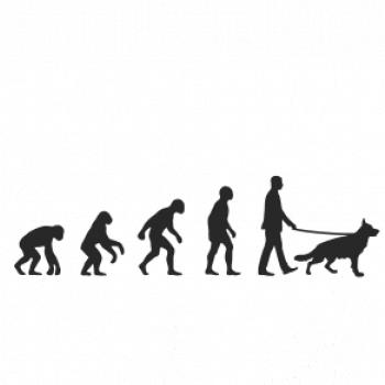 Evolúcia pes Nemecký ovčiak (muž-žena)