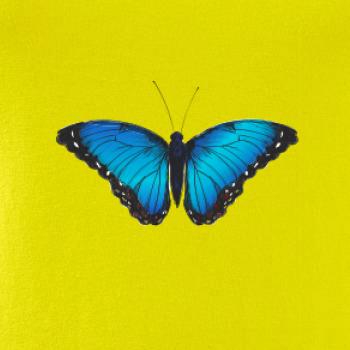Motýľ Babôčka Morpho Peleides