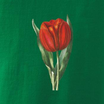 Červený tulipán