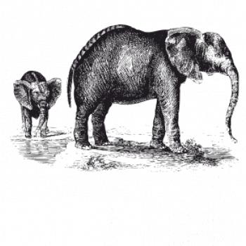 Slonica a sloníča kreslené