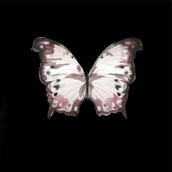 Motýľ ružovobiely