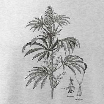 Konope kvietok čiernobiely   Konope kvietok čiernobiely