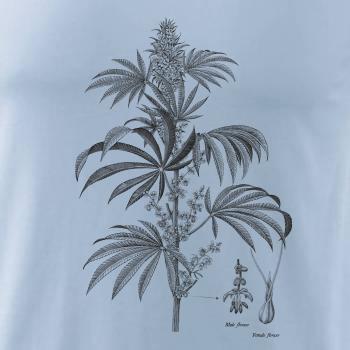 Konope kvietok čiernobiely  