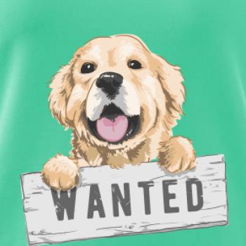 Zlatý retriever - šteniatko wanted