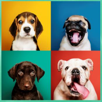 Psi šteňatá koláž