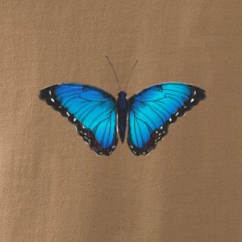 Motýľ Babôčka Morpho Peleides